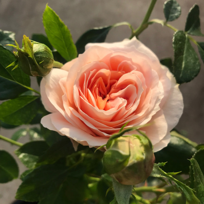 SANGERHAUSER JUBILAUMS-ROSE